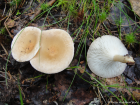 Clitocybe gibba