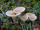 Clitocybe gibba