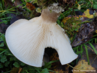 Clitocybe nebularis