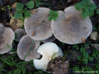 Clitocybe nebularis