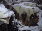 Clitocybe nebularis