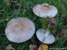 Clitocybe nuda