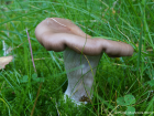 Clitocybe nuda