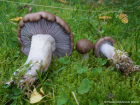 Clitocybe nuda