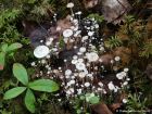 Collybia tuberosa