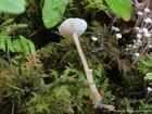 Collybia tuberosa