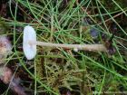 Collybia tuberosa