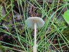 Collybia tuberosa