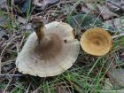 Coltricia perennis