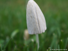 Conocybe apala