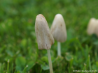 Conocybe apala