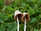 Conocybe apala