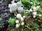 Coprinellus disseminatus