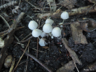 Coprinellus disseminatus