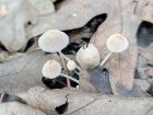 Coprinellus disseminatus