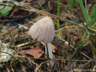 Coprinellus xanthothrix