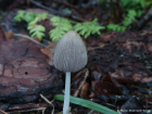 Coprinellus xanthothrix