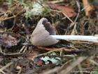 Coprinellus xanthothrix