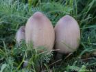 Coprinopsis atramentaria