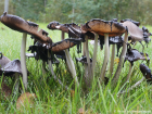 Coprinopsis atramentaria