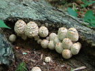 Coprinopsis variegata