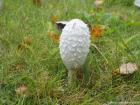 Coprinus comatus