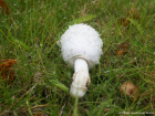 Coprinus comatus