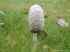 Coprinus comatus