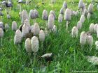 Coprinus comatus