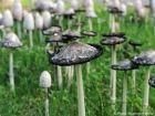 Coprinus comatus