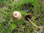 Coprinus plicatilis