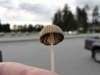 Coprinus plicatilis