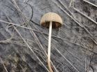 Coprinus plicatilis