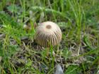 Coprinus plicatilis