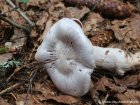 Cortinarius alboviolaceus