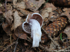 Cortinarius alboviolaceus