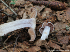 Cortinarius alboviolaceus