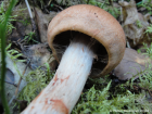 Cortinarius armillatus