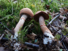 Cortinarius armillatus