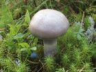 Cortinarius camphoratus