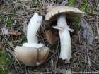 Cortinarius caperatus