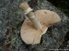 Cortinarius caperatus