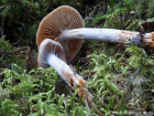 Cortinarius collinitus