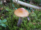 Cortinarius collinitus