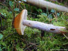 Cortinarius collinitus