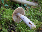 Cortinarius collinitus