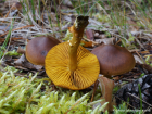 Cortinarius croceus