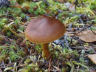 Cortinarius croceus