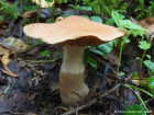 Cortinarius laniger