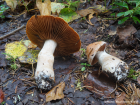 Cortinarius laniger